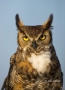 Owl;Florida;Southeast-USA;Bubo-virginianus;Great-Horned-Owl;Birds-of-Prey;curved